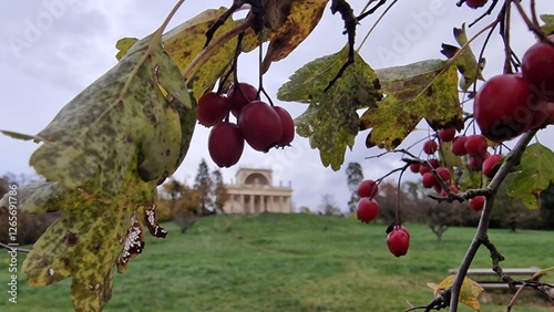 Apollo's Temple (Apollónův chrám) and the rosehip (šípek) are intriguing topics connected to history and nature