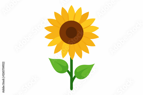 sunflower on white background