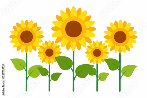 sunflower on white background