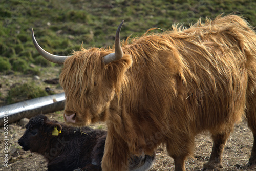 Highland Coos on the Isle of skye