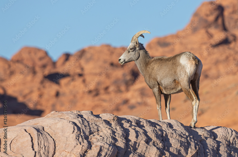 Desert Bighorn Sheep in Winter in the Valley of Fire State Park Nevada Desert Bighorn Sheep in Winter in the Valley of Fire State Park Nevada