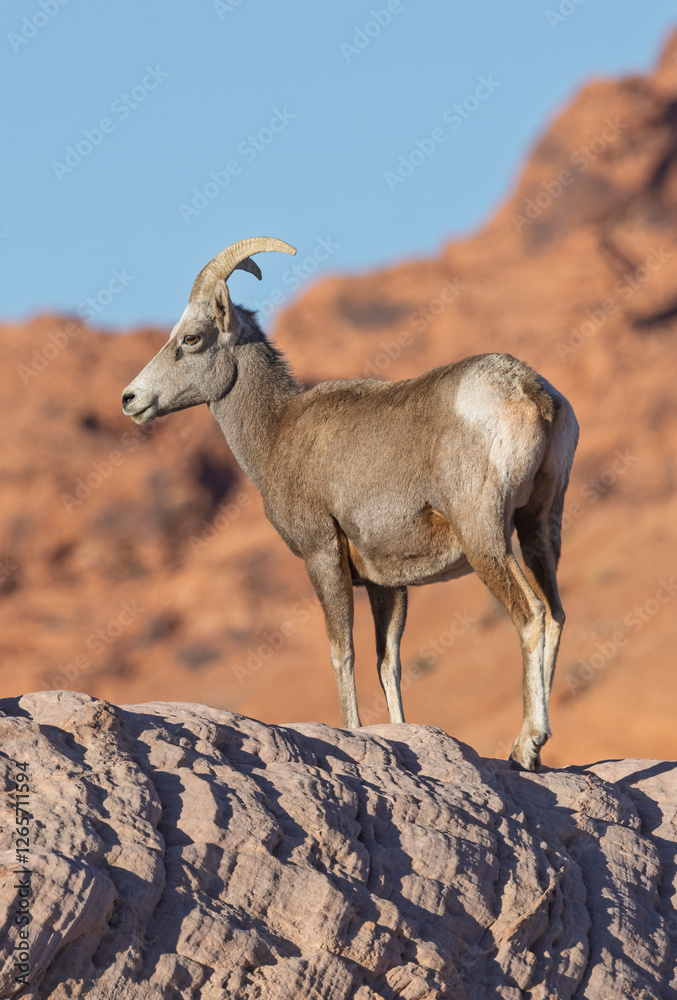 Desert Bighorn Sheep in Winter in the Valley of Fire State Park Nevada Desert Bighorn Sheep in Winter in the Valley of Fire State Park Nevada