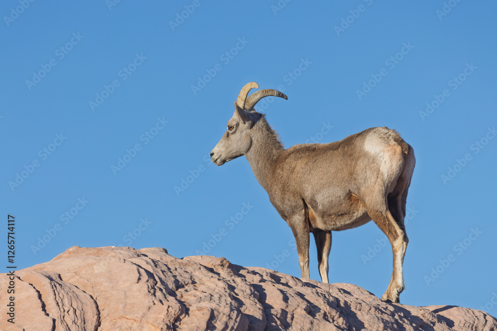 Desert Bighorn Sheep in Winter in the Valley of Fire State Park Nevada Desert Bighorn Sheep in Winter in the Valley of Fire State Park Nevada