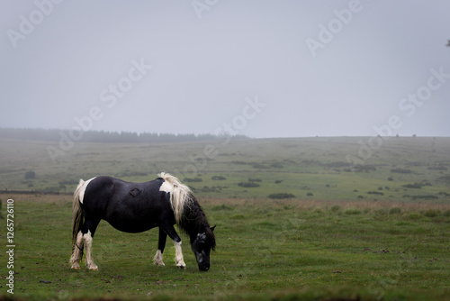 Dartmoor pony grazing on a foggy and rainy day in Darmoor national park, Devon, England.
