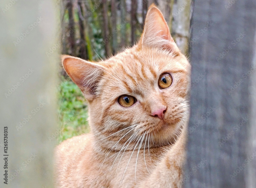 A ginger cat peeks out from behind a wooden fence, close-up A ginger cat peeks out from behind a wooden fence, close-up