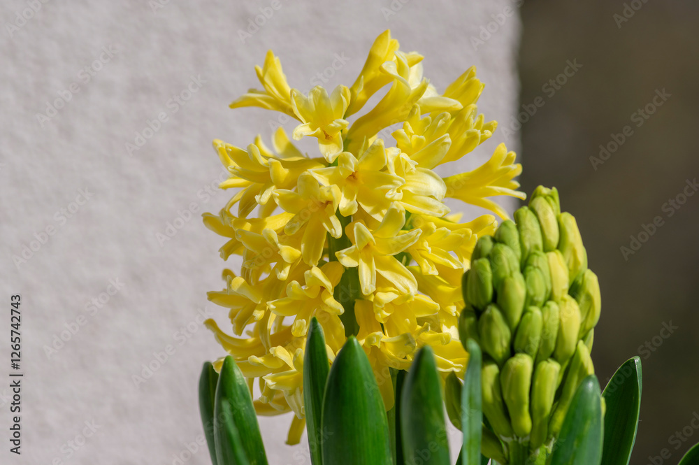Hyacinthus orientalis ornamental beautiful springtime flowering plant, group of colorful bright flowers in bloom