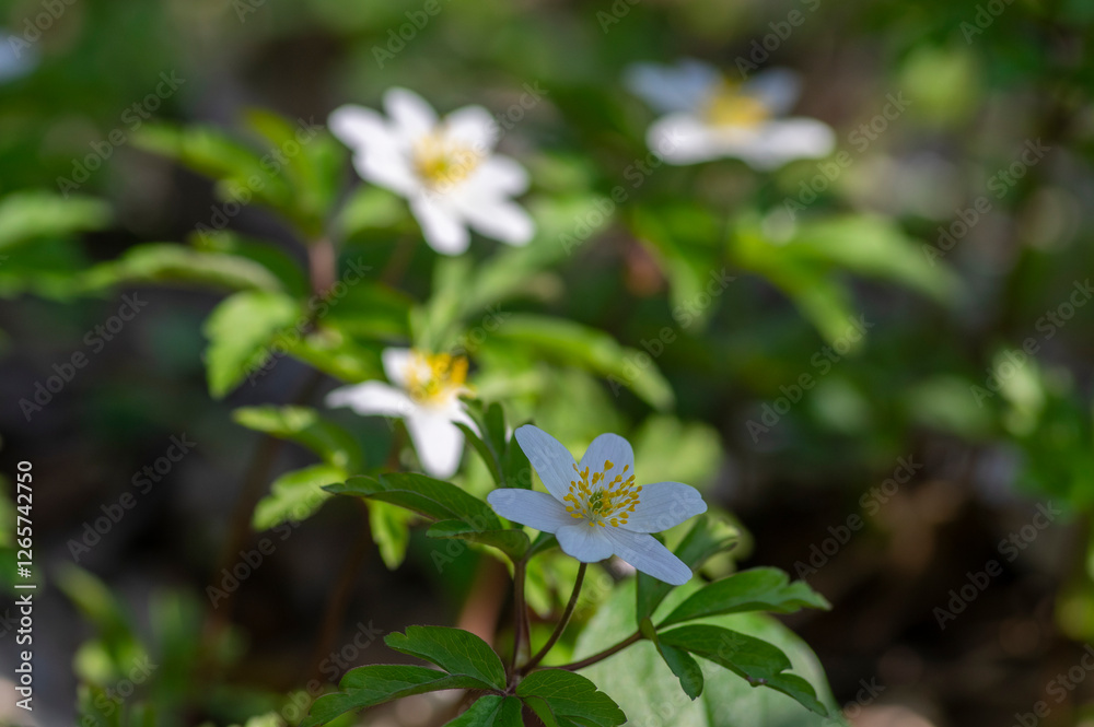 Anemonoides nemorosa wood anemone white flower in bloom, springtime flowering bunch of wild plants