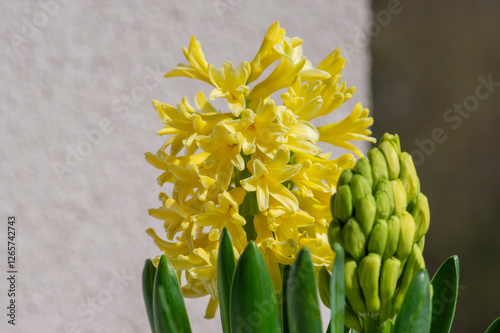 Obraz na płótnie Hyacinthus orientalis ornamental beautiful springtime flowering plant, group of colorful bright flowers in bloom w salonie