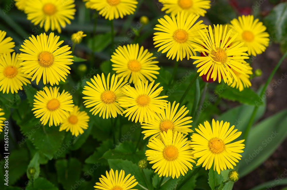 Doronicum orientale leopards bane bright yellow spring flowers in bloom, ornamental garden flowering plant