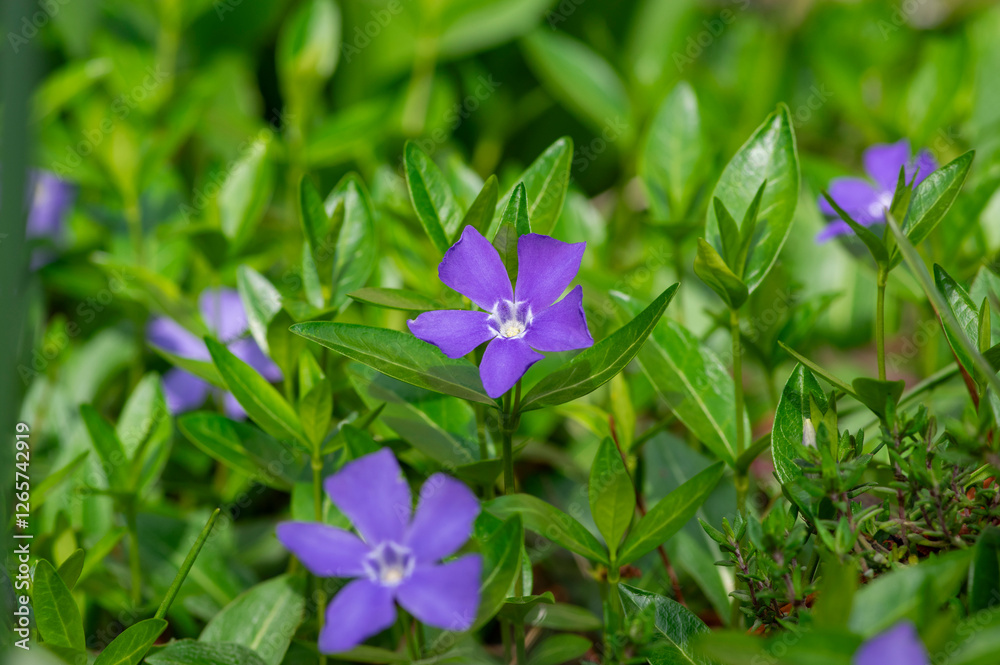 Vinca minor lesser periwinkle ornamental flowers in bloom, common periwinkle flowering plant, creeping flowers