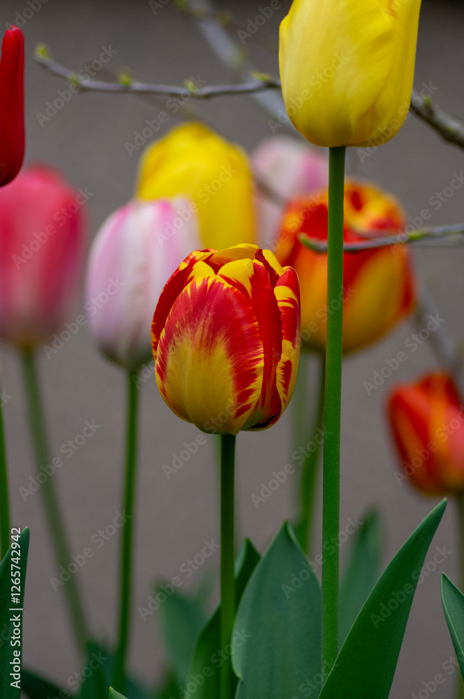 Bright red and yellow color country Darwin tulips in bloom, bouquet of springtime flowering plants in the ornamental garden
