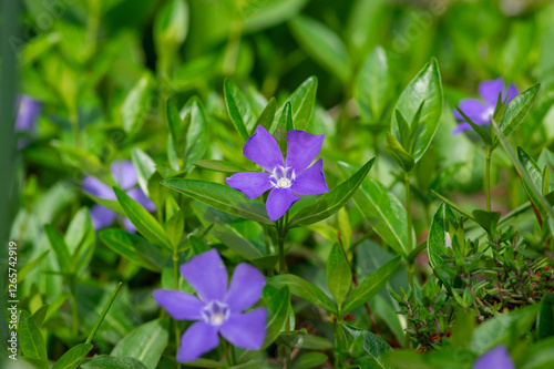 Obraz na płótnie Vinca minor lesser periwinkle ornamental flowers in bloom, common periwinkle flowering plant, creeping flowers w salonie