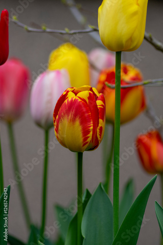Obraz na płótnie Bright red and yellow color country Darwin tulips in bloom, bouquet of springtime flowering plants in the ornamental garden w salonie