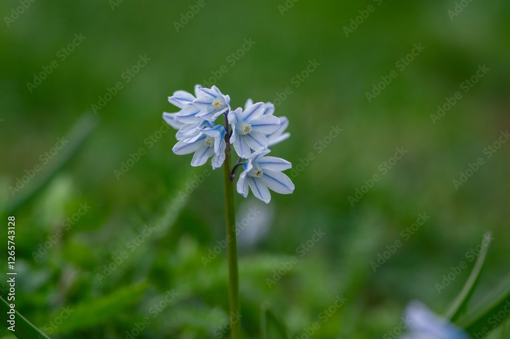 Puschkinia scilloides early spring bulbous flowers in bloom, small white and blue flowering plant, called striped lebanon squill