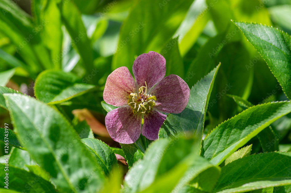 Helleborus purpurascens pink purple early spring flowering plant, beautiful flowers in bloom with green leaves