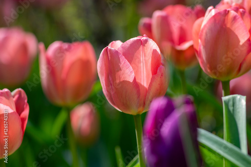 Obraz na płótnie Bright light pink yellow color country Darwin tulips in bloom, bouquet of springtime flowering petal plants in the garden w salonie