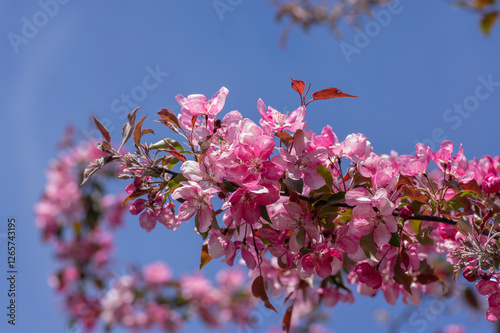 Obraz na płótnie Ornamental malus apple tree plant flowering during springtime, toringo scarlet bright purple leaves and pink flowers in bloom w salonie