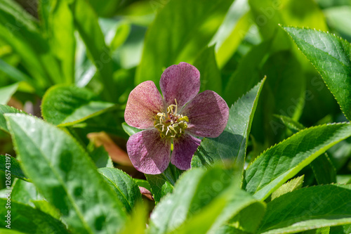 Obraz na płótnie Helleborus purpurascens pink purple early spring flowering plant, beautiful flowers in bloom with green leaves w salonie