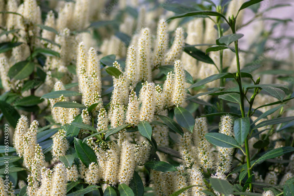 Prunus laurocerasus cherry laurel flowering plants, group of white flowers on bush branches in bloom, green foliage