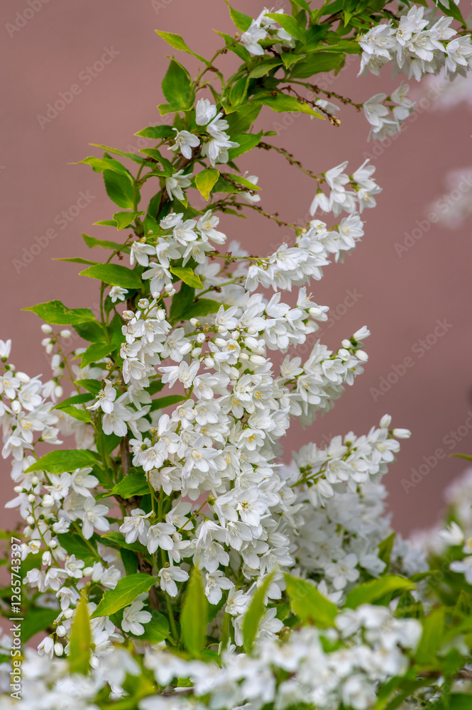 Deutzia gracilis duncan Chardonnay pearls white flowering shrub, beautiful ornamental flowers in bloom