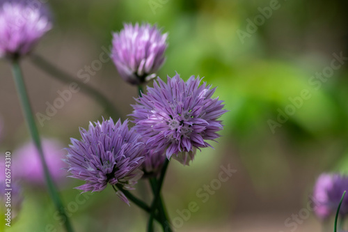 Obraz na płótnie Allium schoenoprasum chives pink violet flowering plant, herbaceous perennial kitchen edible ingredient in bloom w salonie