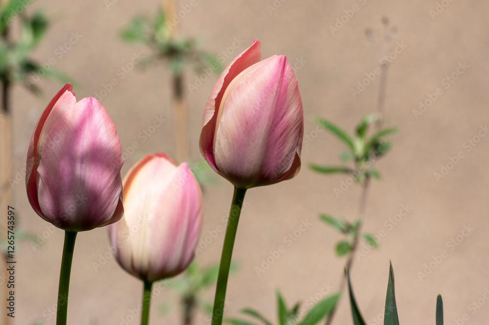 Bright light pink yellow color country Darwin tulips in bloom, bouquet of springtime flowering plants in the ornamental garden