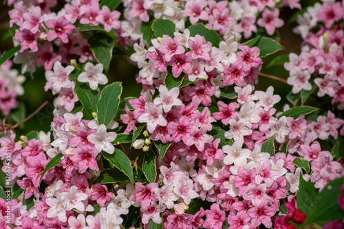 Obraz na płótnie Weigela coraeensis pink white flowering shrub plant, group of colorful flowers in bloom, green leaves w salonie