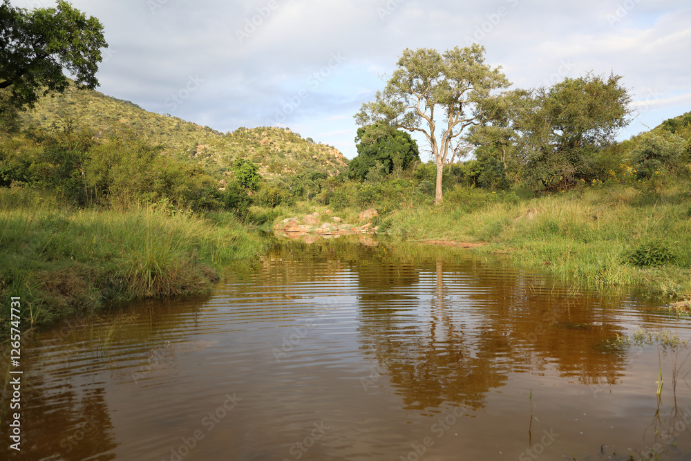Fototapeta premium Krüger Park - Afrikanischer Busch - Matjulu River / Kruger Park - African bush - Matjulu River /