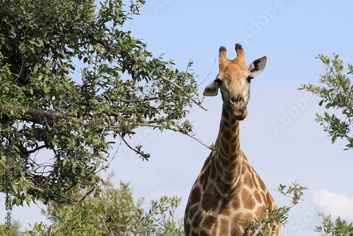 Photography Giraffe / Giraffe / Giraffa camelopardalis