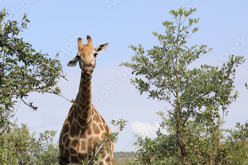 Canvas Print Giraffe / Giraffe / Giraffa camelopardalis