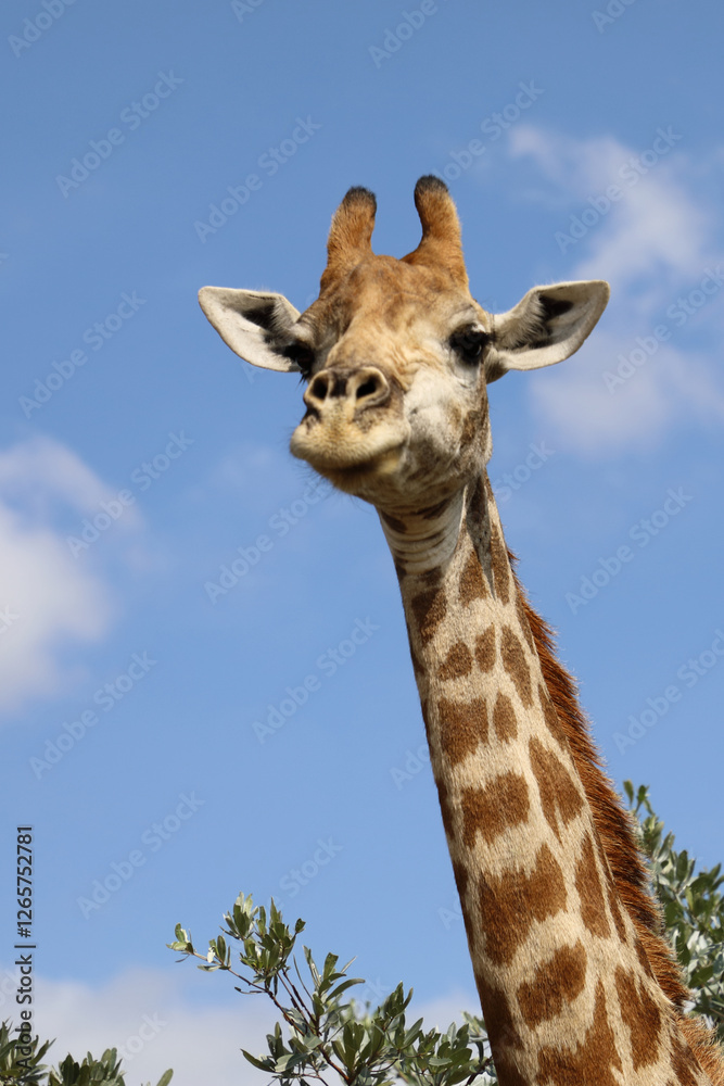 Fototapeta premium Giraffe / Giraffe / Giraffa camelopardalis