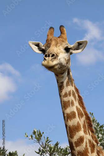 Canvas Print Giraffe / Giraffe / Giraffa camelopardalis