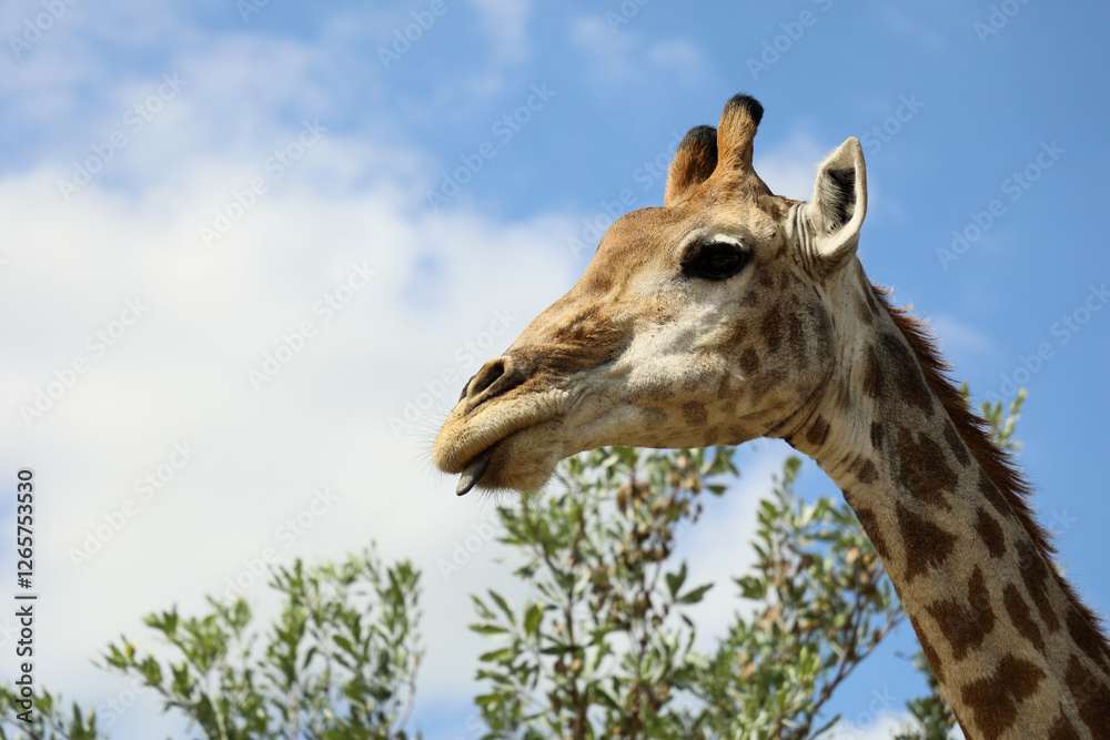 Obraz premium Giraffe / Giraffe / Giraffa camelopardalis