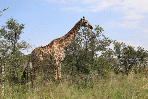 Canvas Print Giraffe / Giraffe / Giraffa camelopardalis