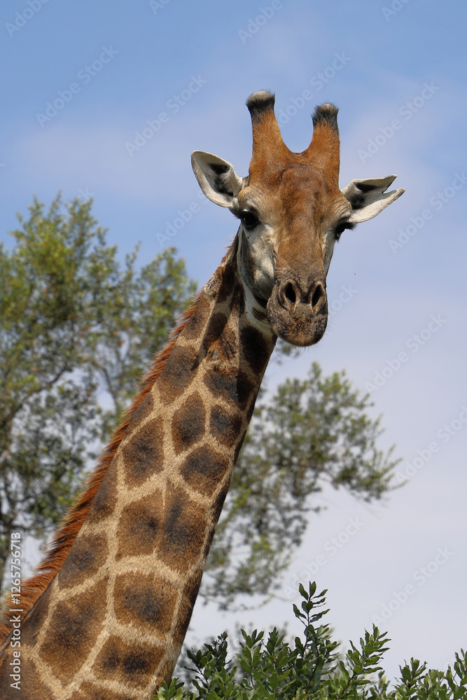 Giraffe / Giraffe / Giraffa camelopardalis Giraffe / Giraffe / Giraffa camelopardalis