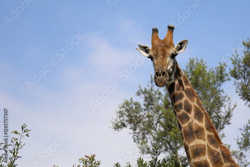 Photography Giraffe / Giraffe / Giraffa camelopardalis