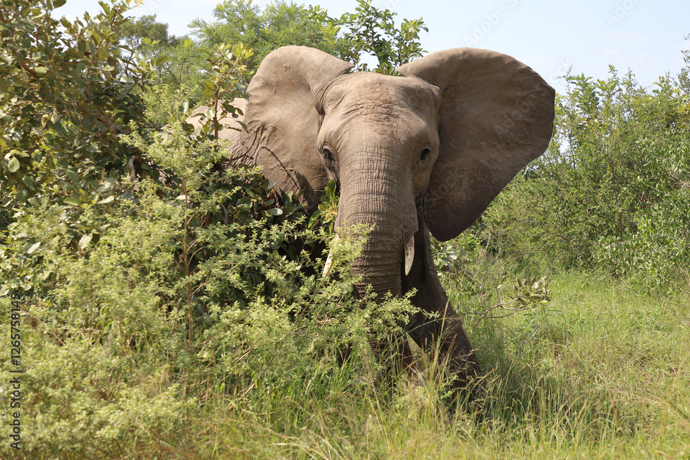 Fototapeta premium Afrikanischer Elefant / African elephant / Loxodonta africana