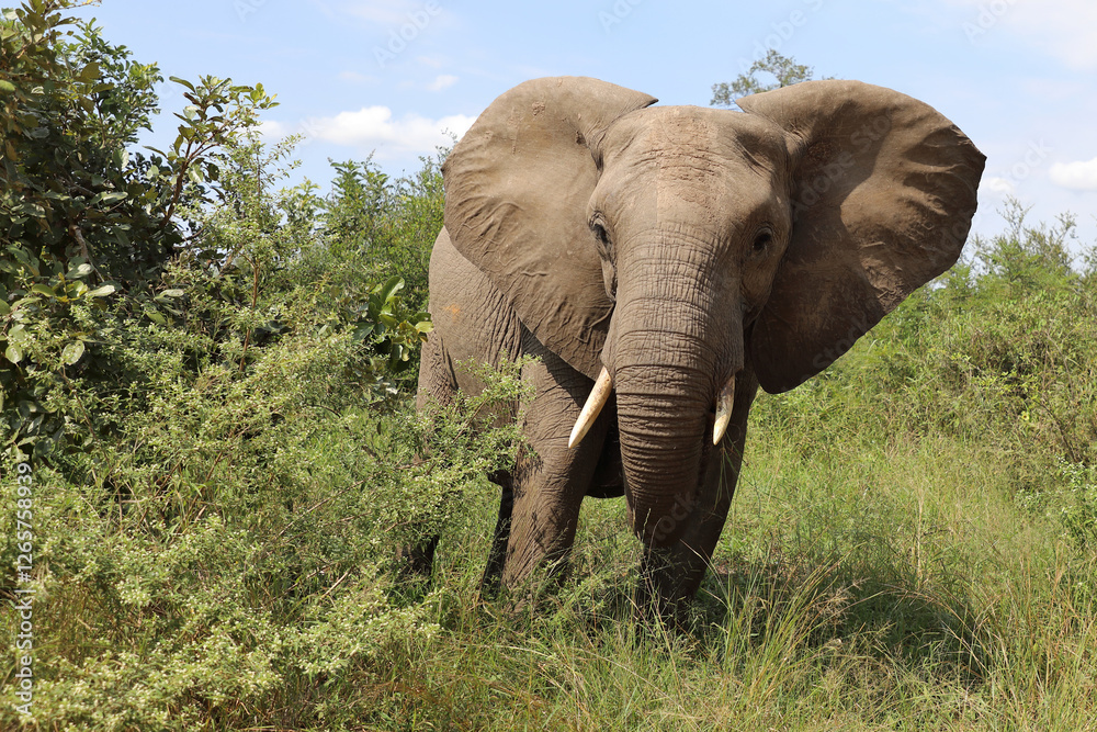 Obraz premium Afrikanischer Elefant / African elephant / Loxodonta africana