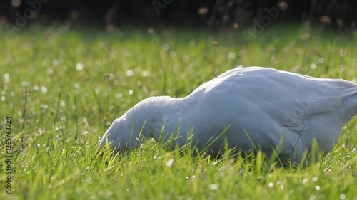 White Domestic Geese Grazing on a Meadow