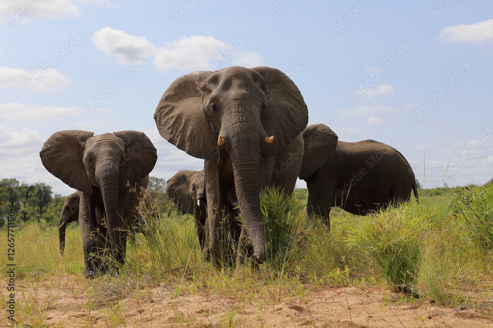 Fototapeta premium Afrikanischer Elefant / African elephant / Loxodonta africana
