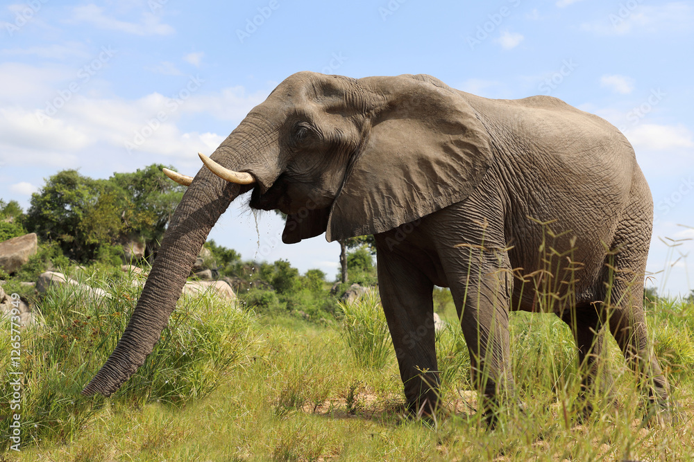 Fototapeta premium Afrikanischer Elefant / African elephant / Loxodonta africana