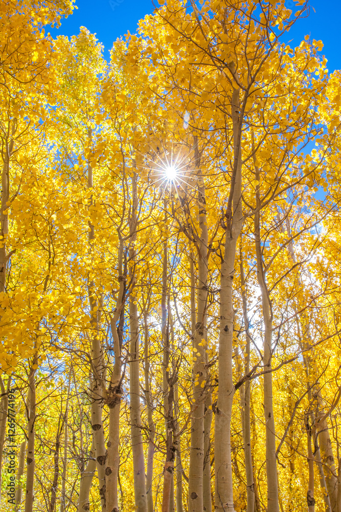 Fototapeta premium Sunburst through the Aspens