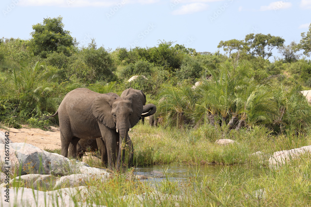Obraz premium Afrikanischer Elefant im Biyamiti River/ African elephant in Biyamiti River / Loxodonta africana