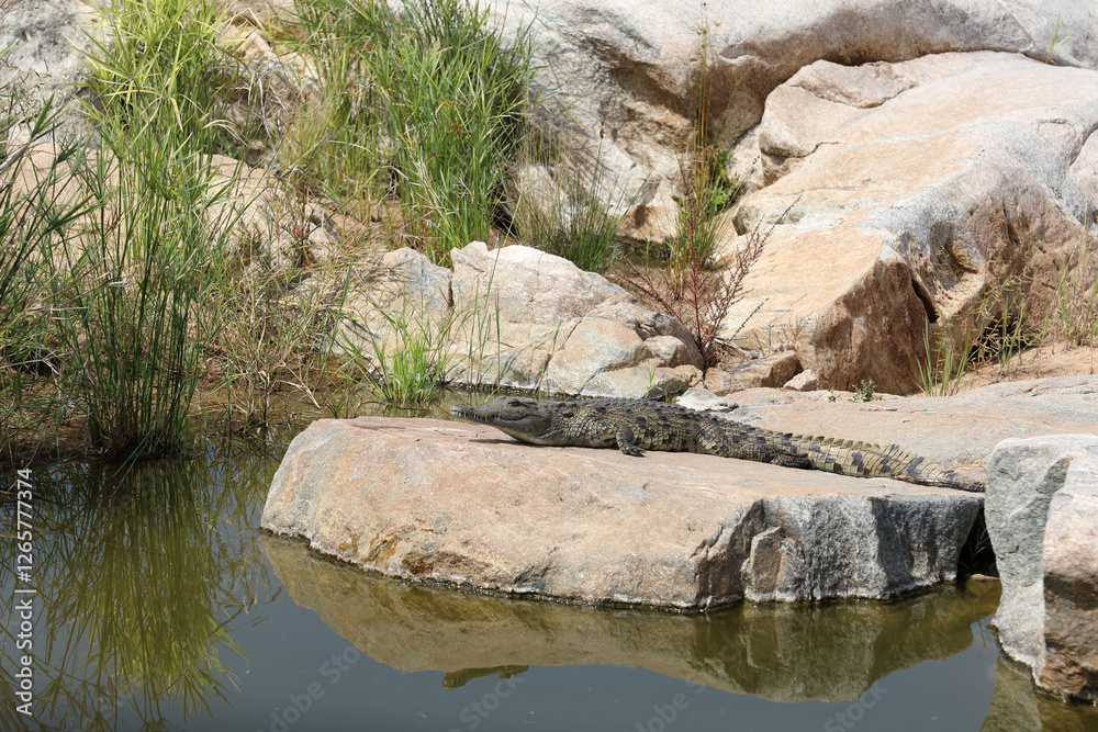 Nilkrokodil / Nile crocodile / Crocodylus niloticus. Nilkrokodil / Nile crocodile / Crocodylus niloticus.
