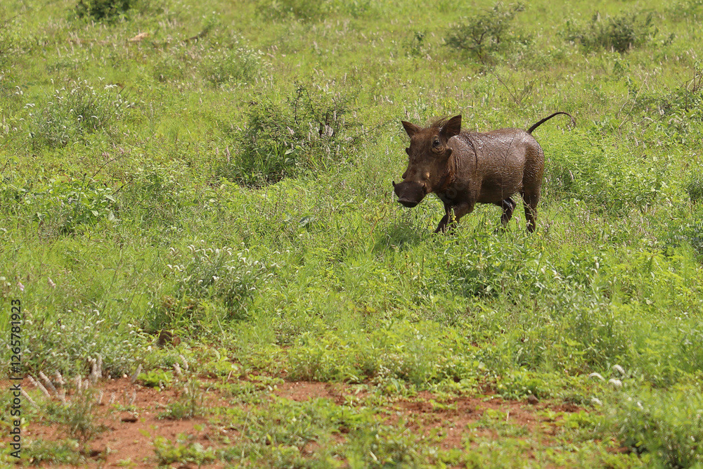 Warzenschwein / Warthog / Phacochoerus africanus. Warzenschwein / Warthog / Phacochoerus africanus.