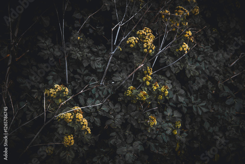 Canvas Print Gloomy Naturde scenes from Dublin Ireland