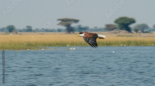 African Eagle Soaring Over Water, Savanna Background photo