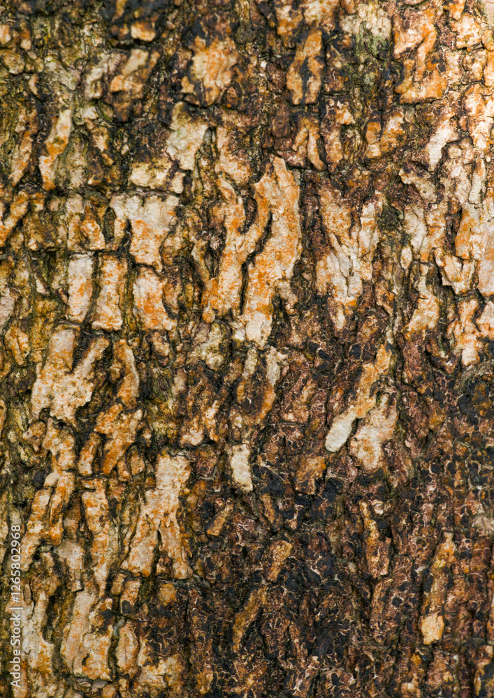 Beautiful close-up of the bark of cordia millenii Beautiful close-up of the bark of cordia millenii