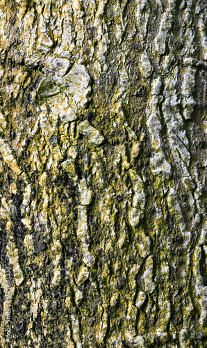 Beautiful close-up of the bark of cecropia peltata photo