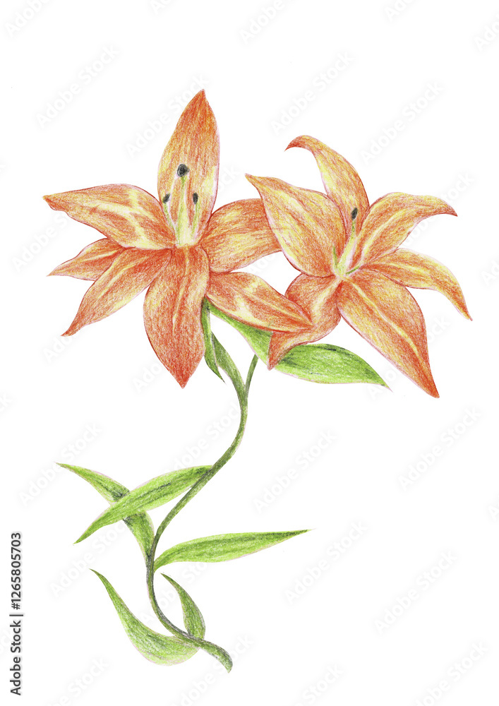 lily flower isolated on white background lily flower isolated on white background